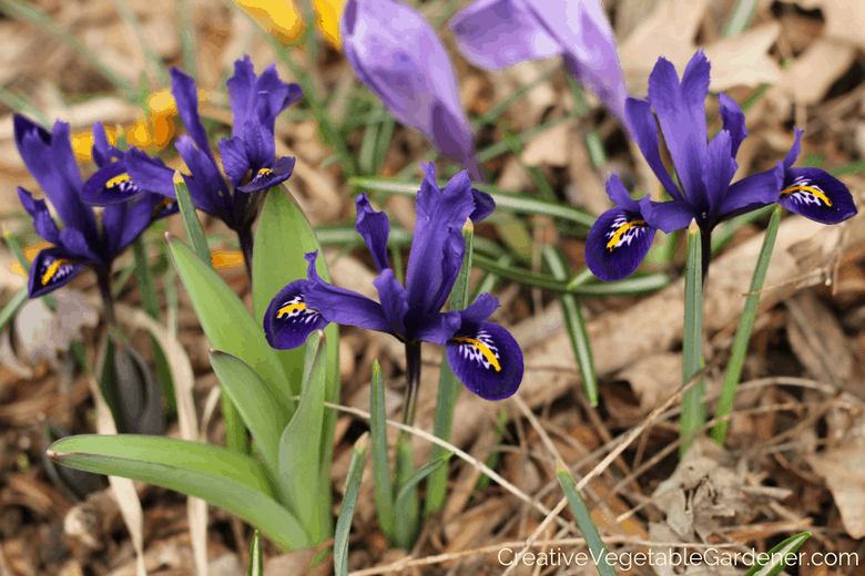 J S Dijit Iris bulb for autumn planting J S Dijit Iris bulb for autumn planting