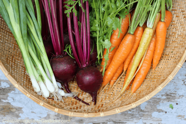 Root Vegetable Storage Bin - Potatoes, Carrots, Beets +More