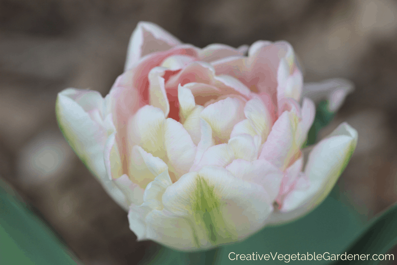 Happy Upstar tulip unique spring bulbs to plant in autumn