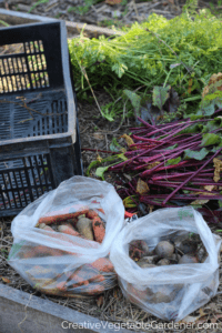 beets and carrot from garden for winter storage