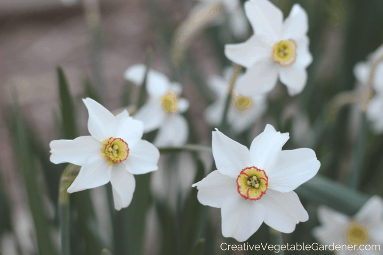 Pheasant's Eye daffodil a unique bulb to plant for autumn Pheasant's Eye daffodil a unique bulb to plant for autumn