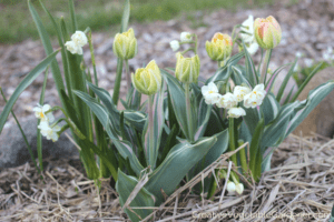 layering of tulip and daffodil bulbs for fall planting