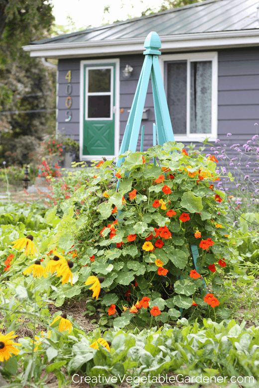 photo of front yard vegetable garden