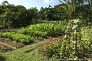 thai vegetable garden