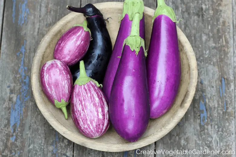 purple eggplant to grow in garden