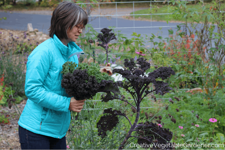 Creative Vegetable Gardener 15 Purple Vegetables You Need To Grow