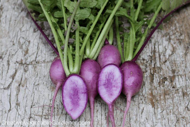purple daikon radish