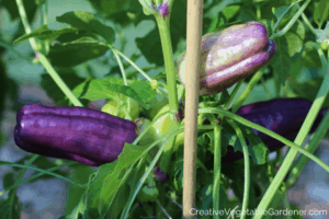 purple vegetables in the garden peppers