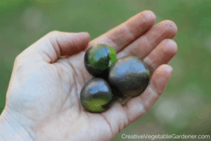 list of purple vegetables with purple tomatillos from the garden