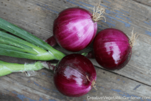 purple vegetables to grow in garden redwing onion