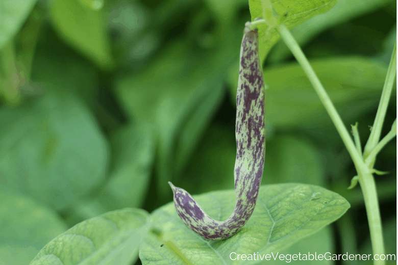 purple veg to grow dragon tongue bean