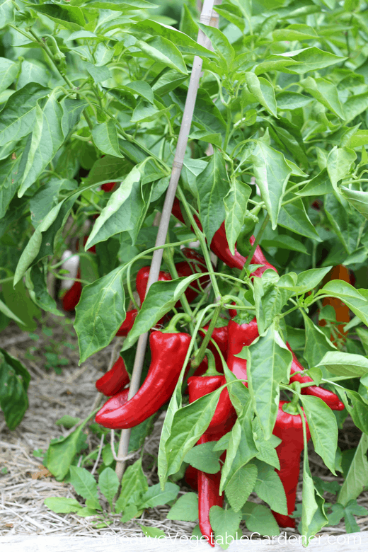 healthy pepper plants in organic vegetable garden