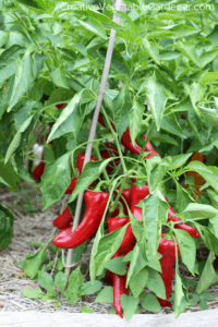 pepper plants with organic fertilizer