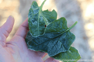 frost hardy spinach from the garden