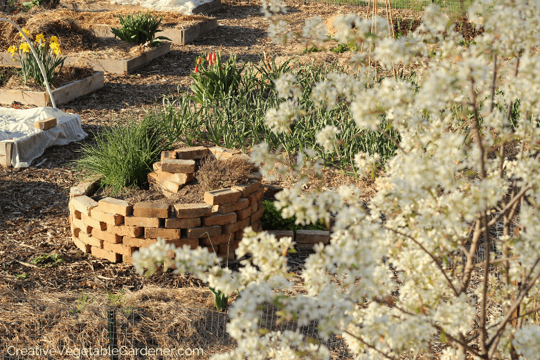 list of frost tolerant vegetables