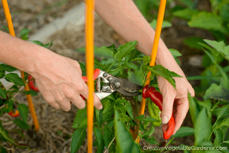 gardener using best tools to harvest peppers