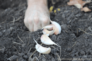 planting fall garlic in garden