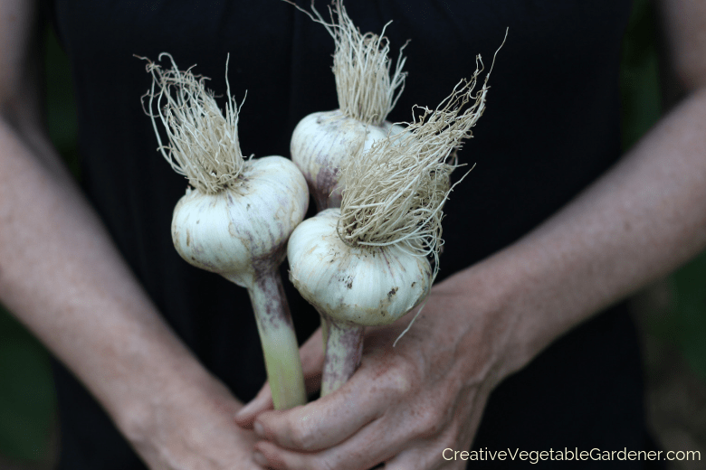 woman holding garlic in garden how to plant