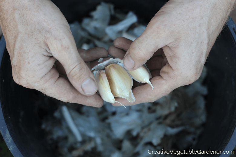 plantation d'ail dans le jardin