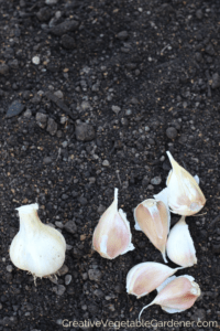 garlic planting in garden