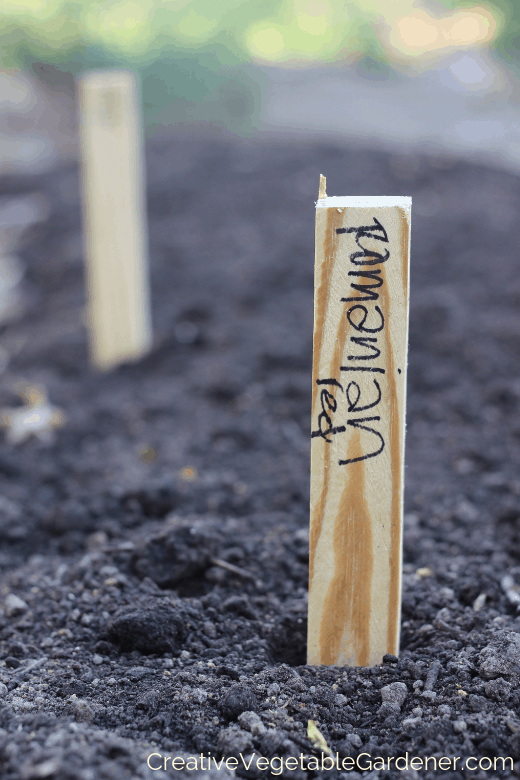 planting garlic in garden