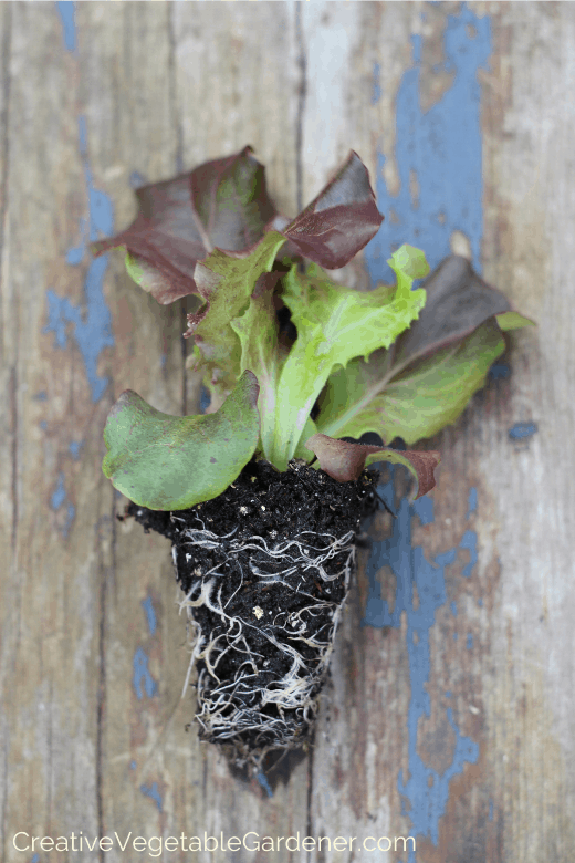 how to direct seed vegetables