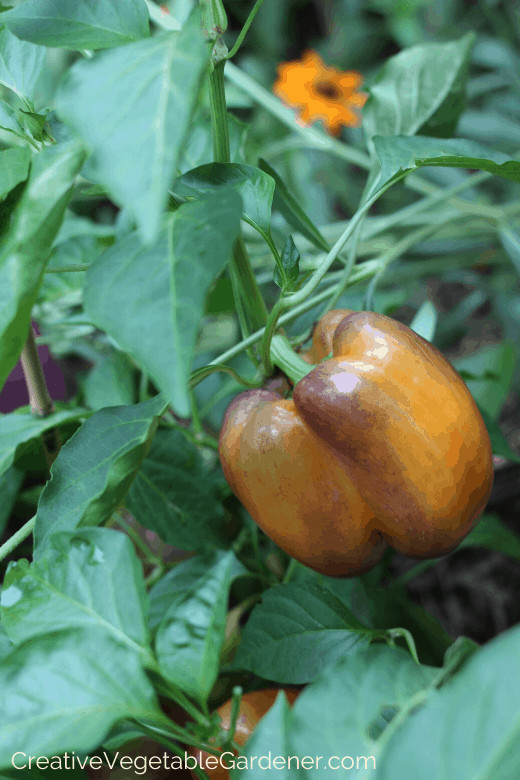 how to direct seed vegetables