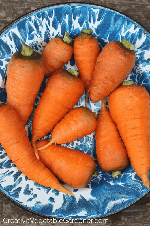 how to grow carrots