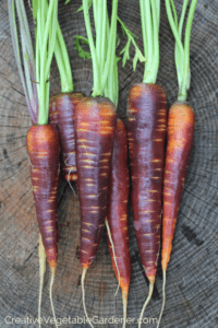 carrots to grow