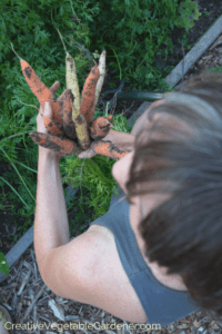when to plant carrots