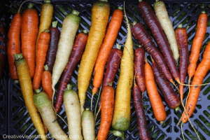 growing carrots in the garden