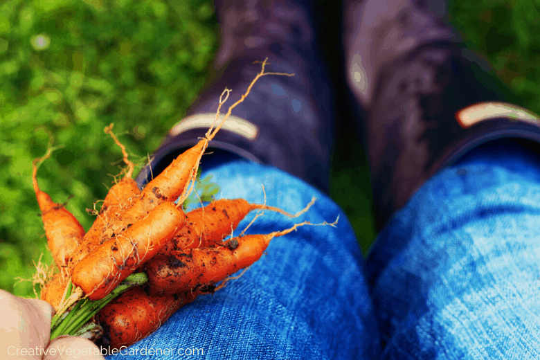 how to plant carrots