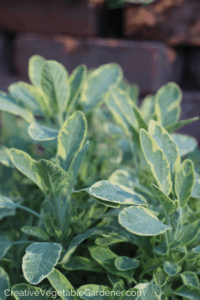 herbs for beginning gardeners