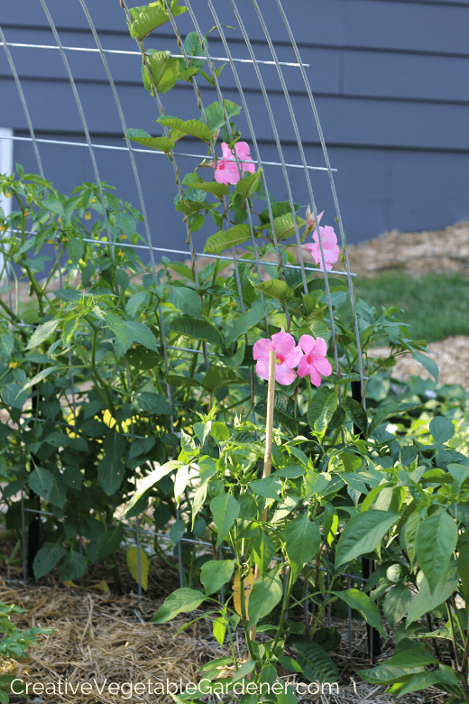 vegetable and flower garden ideas vegetable and flower garden ideas