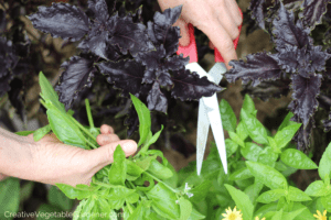 harvesting basil tips