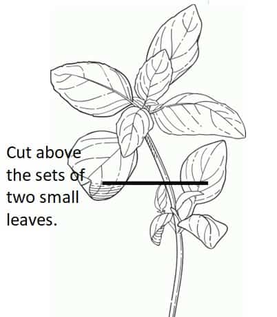 how to harvest basil