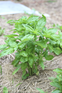 how to grow basil in the garden