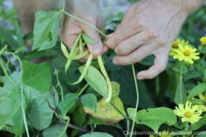 growing vegetables for beginners