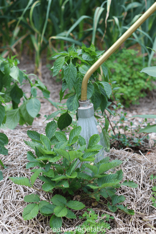 watering vegetable garden