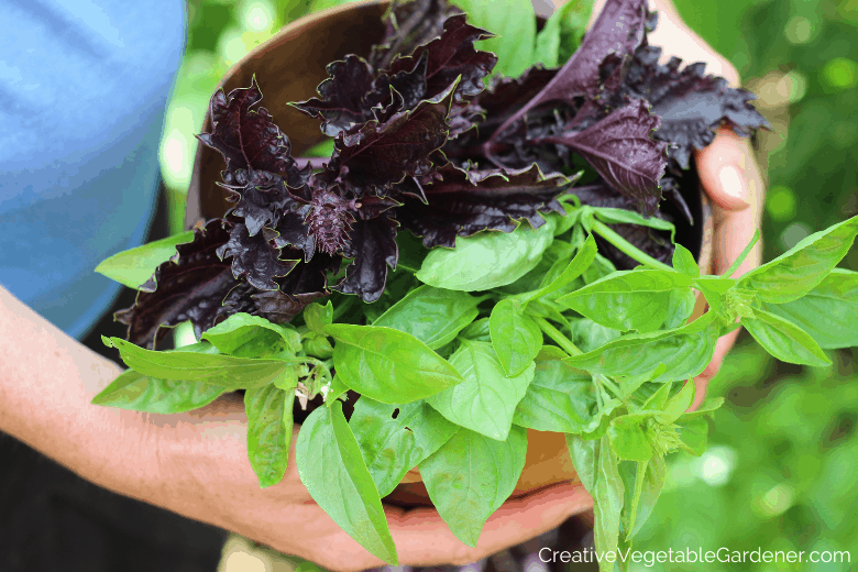 woman holding bowl of basil in garden woman holding bowl of basil in garden