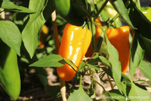 orange sweet peppers
