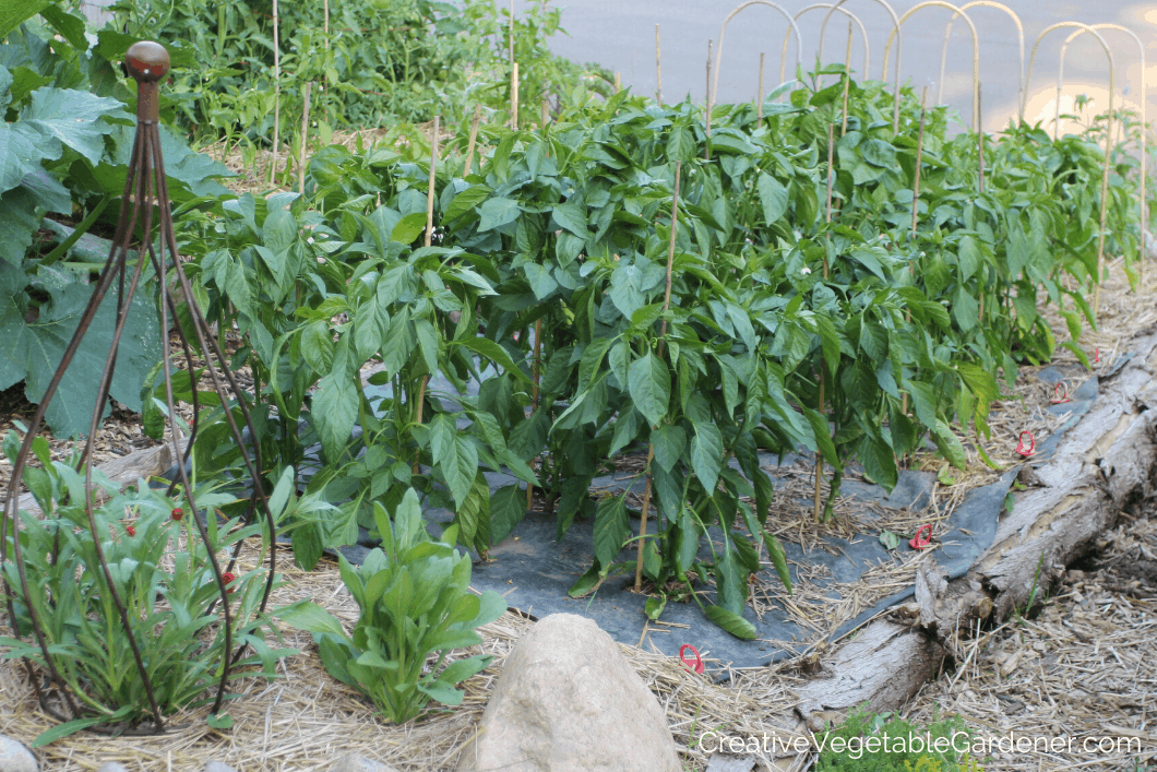 examples of pepper plant spacing