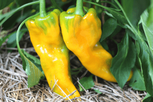 sweet yellow pepper growing
