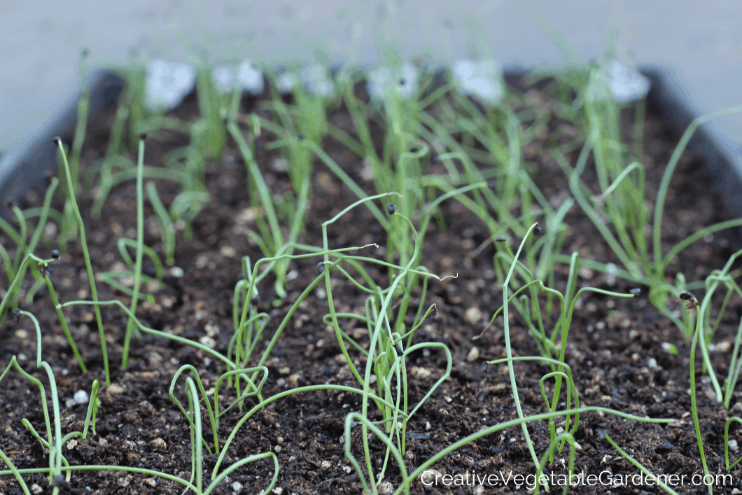 seed starting onion seeds