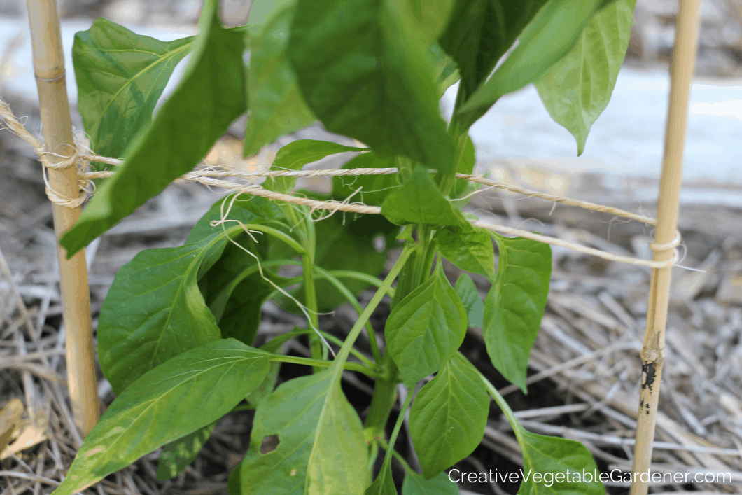 pepper plant staked with bamboo