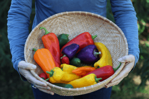 woman holding basket of sweeet peppers