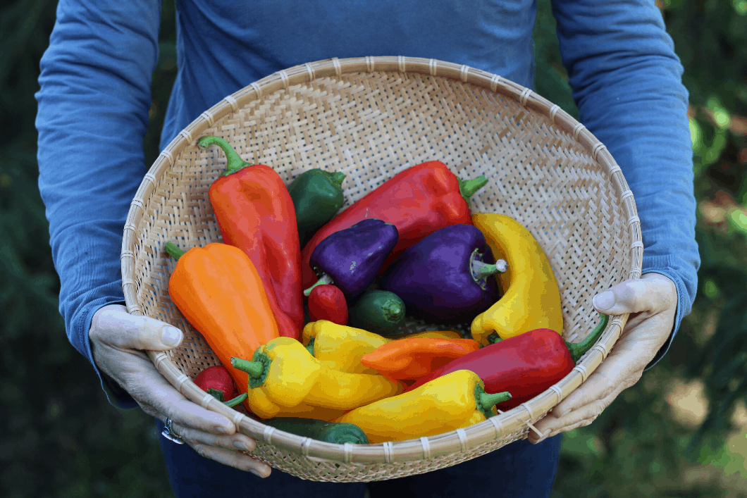 How To Know When To Pick Bell Peppers - And Tell If They're Ripe!