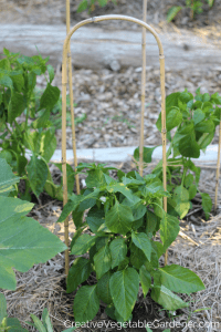pepper plant staked in garden
