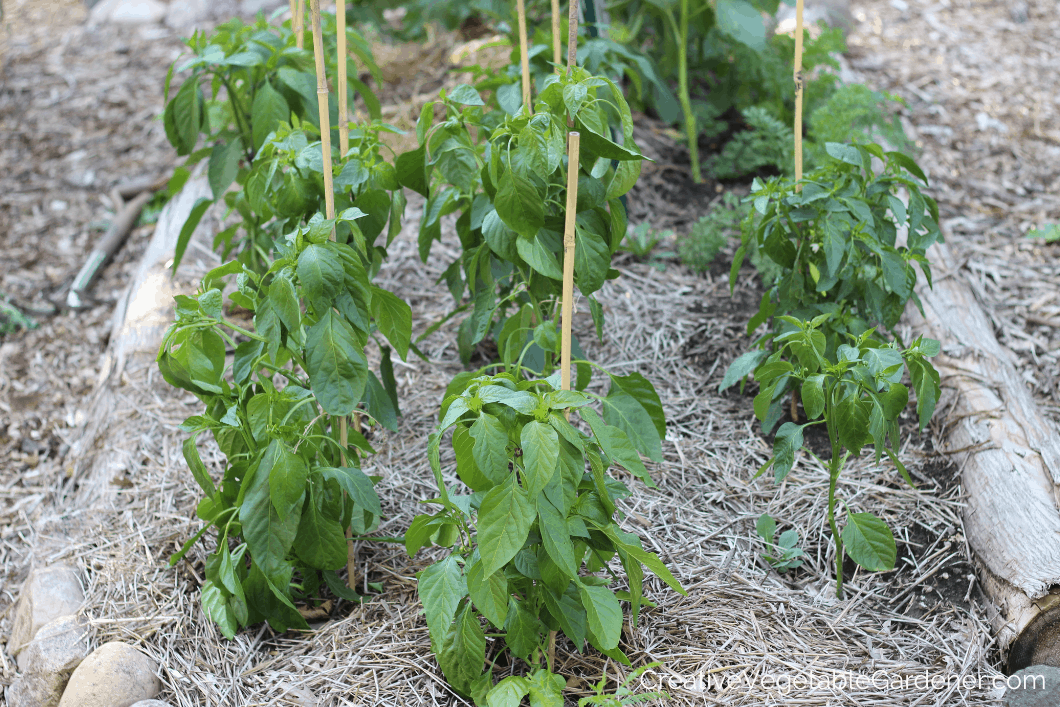 Creative Vegetable Gardener:Essential Guide to Growing Sweet Peppers