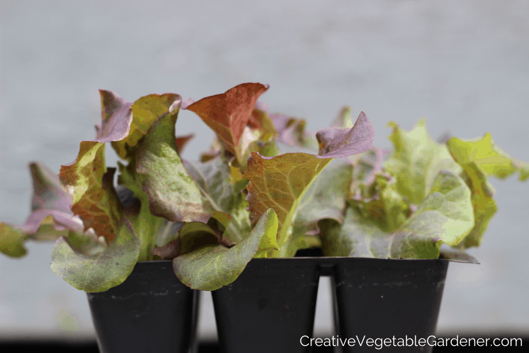 lettuce from seed starting